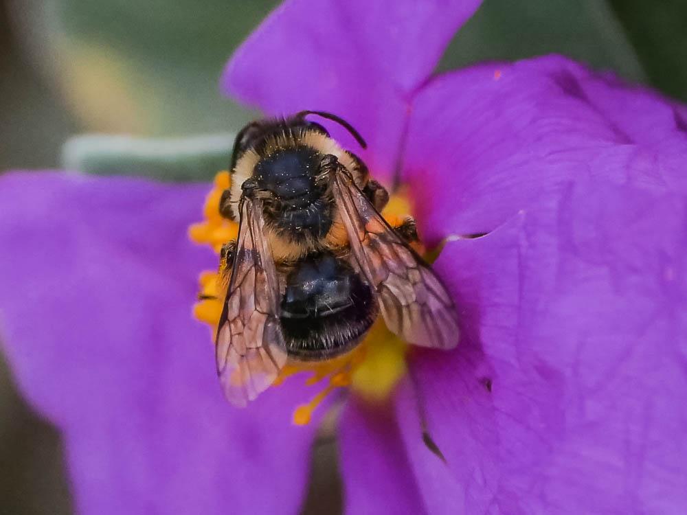 Andrena morio Brullé, 1832