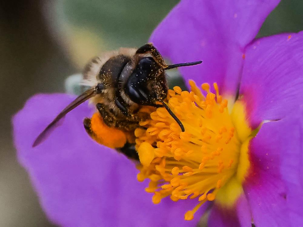 Andrena morio Brullé, 1832