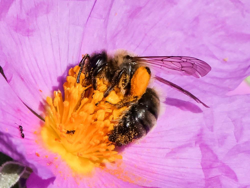 Andrena nigroaenea (Kirby, 1802)