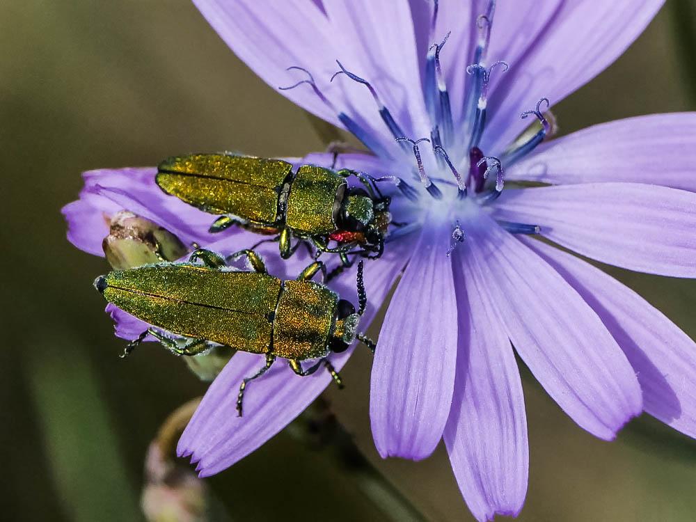Le Bupreste hongrois Anthaxia hungarica (Scopoli, 1772)