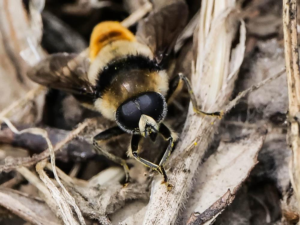 Merodon clavipes (Fabricius, 1781)
