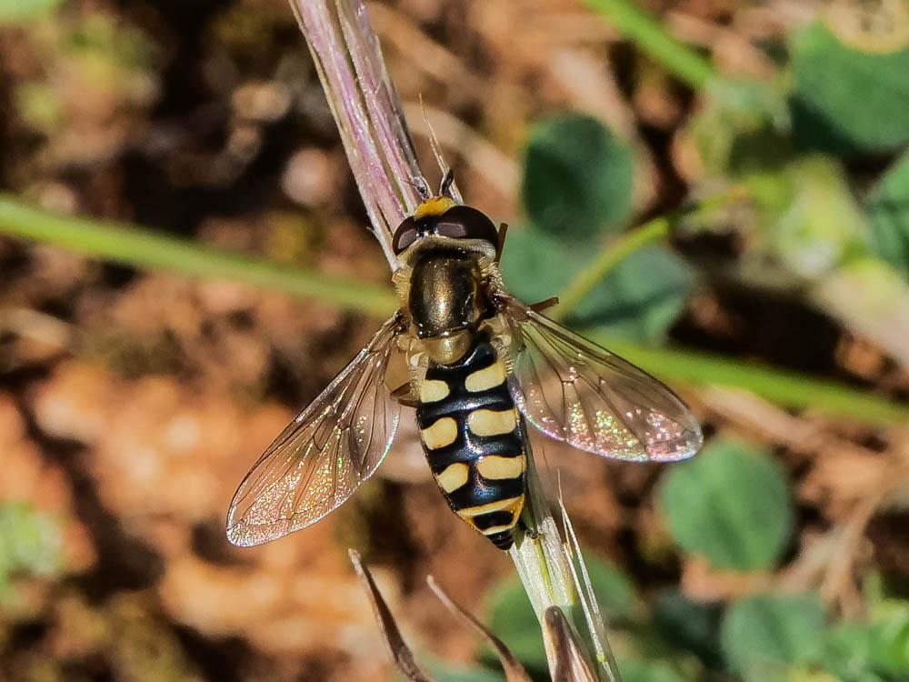 Eupeodes corollae (Fabricius, 1794)