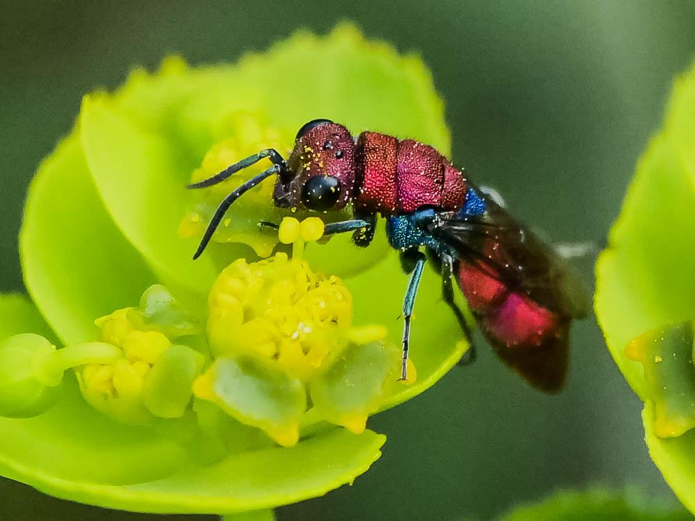 Chrysura cuprea (Rossi, 1790)