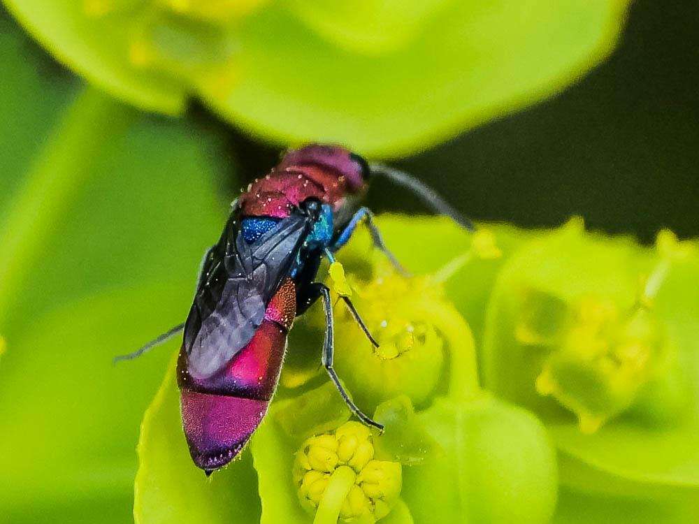 Chrysura cuprea (Rossi, 1790)