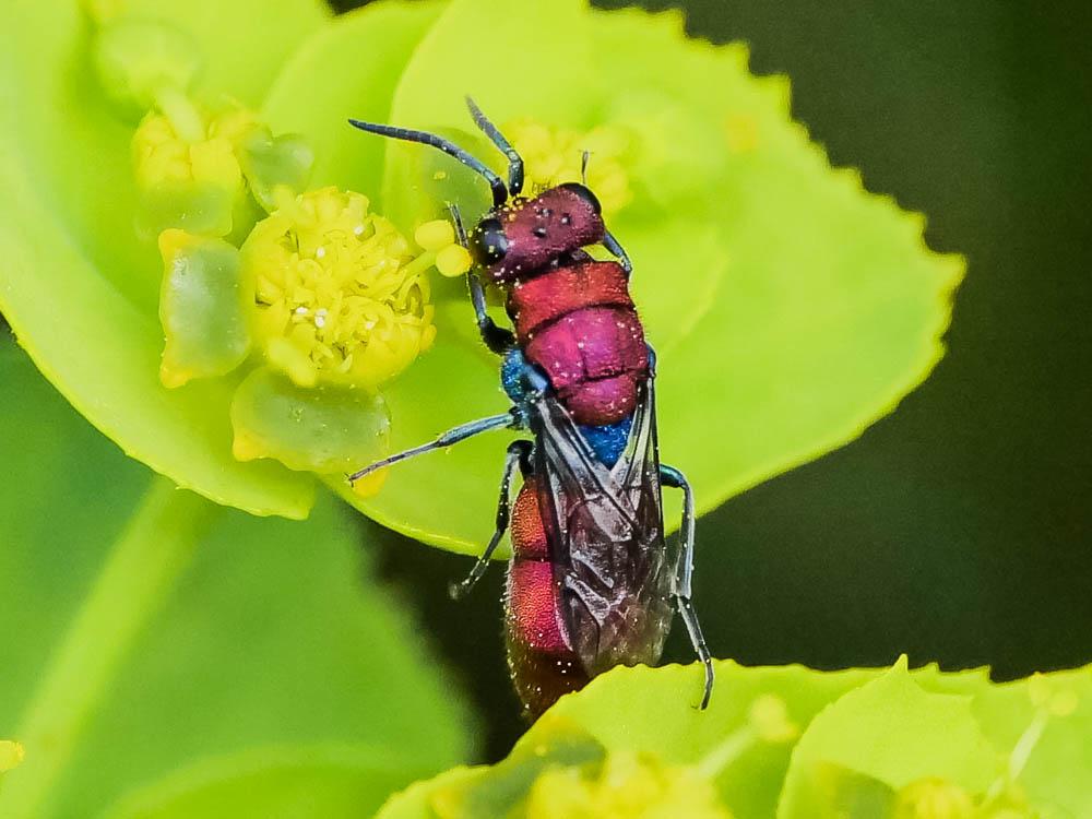 Chrysura cuprea (Rossi, 1790)