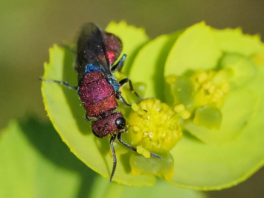 Chrysura cuprea (Rossi, 1790)