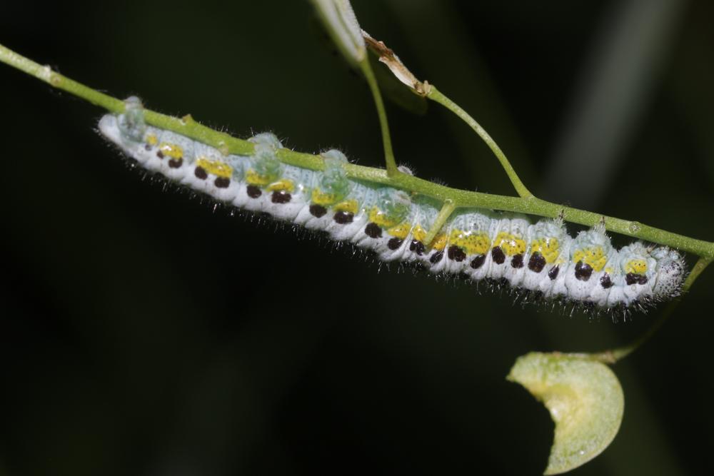 Aurore de Provence (L') Anthocharis euphenoides Staudinger, 1869