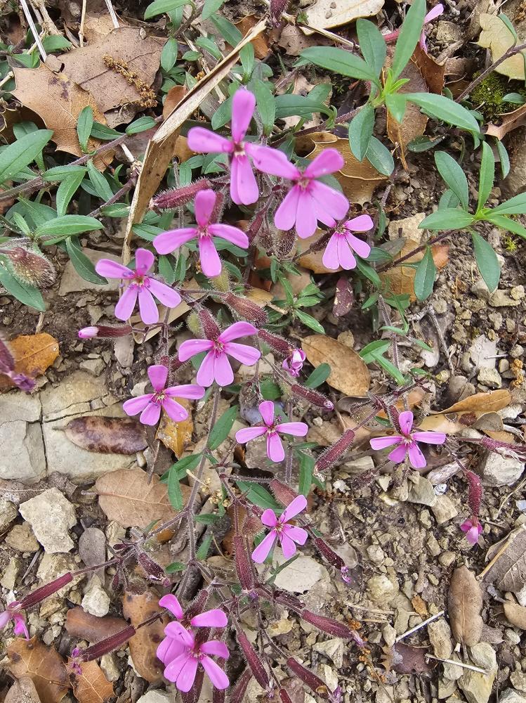La Saponaire faux-basilic Saponaria ocymoides L., 1753