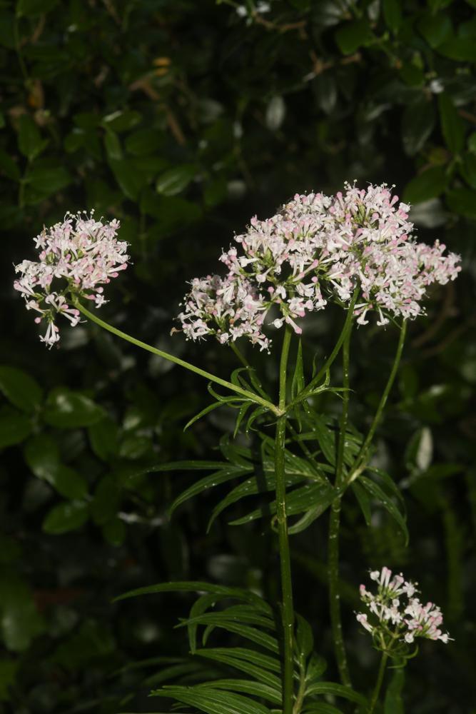 Valériane officinale, Valériane des collines Valeriana officinalis L., 1753