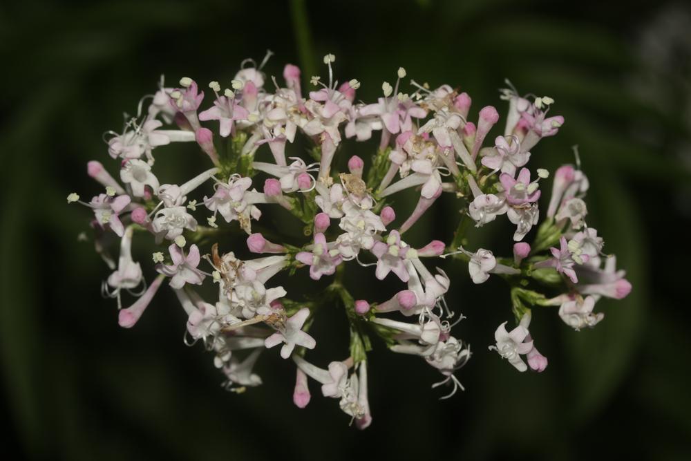 Valériane officinale, Valériane des collines Valeriana officinalis L., 1753
