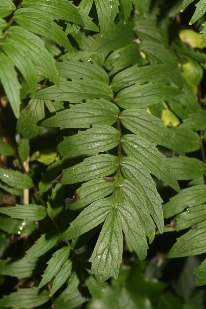 Valériane officinale, Valériane des collines Valeriana officinalis L., 1753
