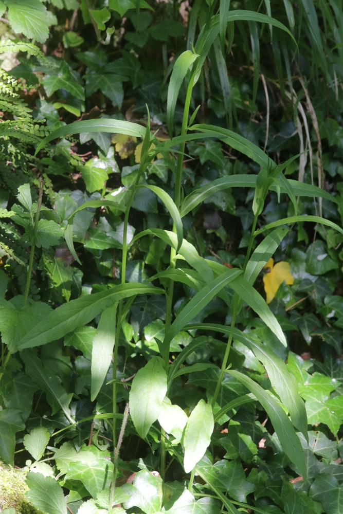 La Campanule raiponce Campanula rapunculus L., 1753