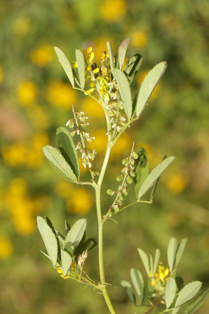 Mélilot sillonné Trigonella sulcata (Desf.) Coulot & Rabaute, 2013