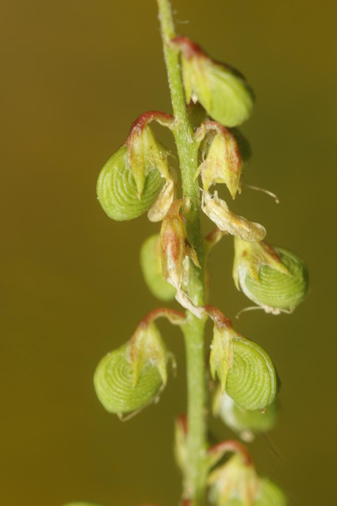 Mélilot sillonné Trigonella sulcata (Desf.) Coulot & Rabaute, 2013