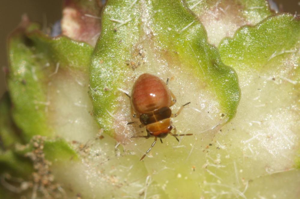 Strongylocoris obscurus (Rambur, 1839)