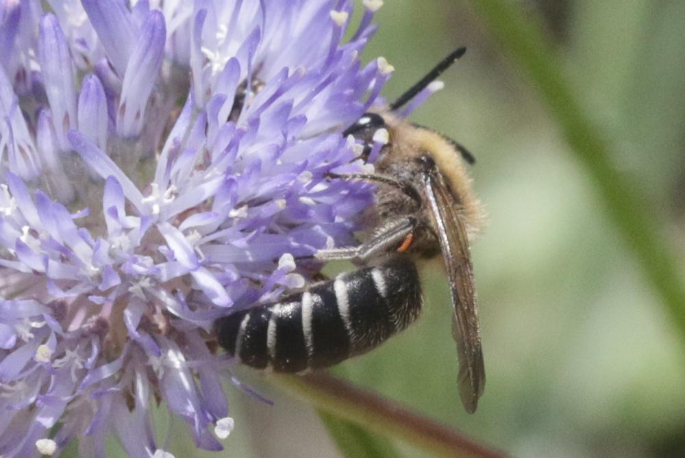 Andrena Fabricius, 1775