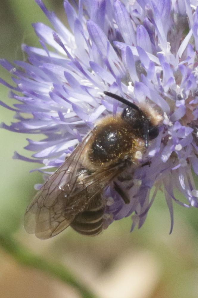 Andrena Fabricius, 1775