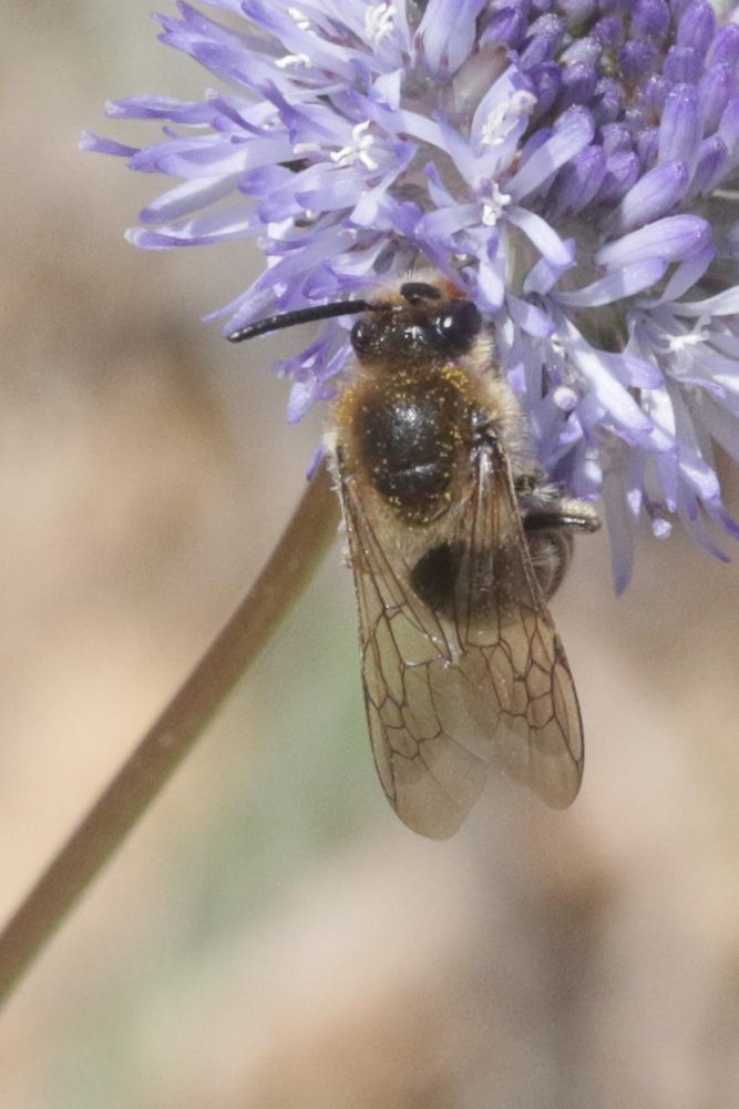  Andrena Fabricius, 1775