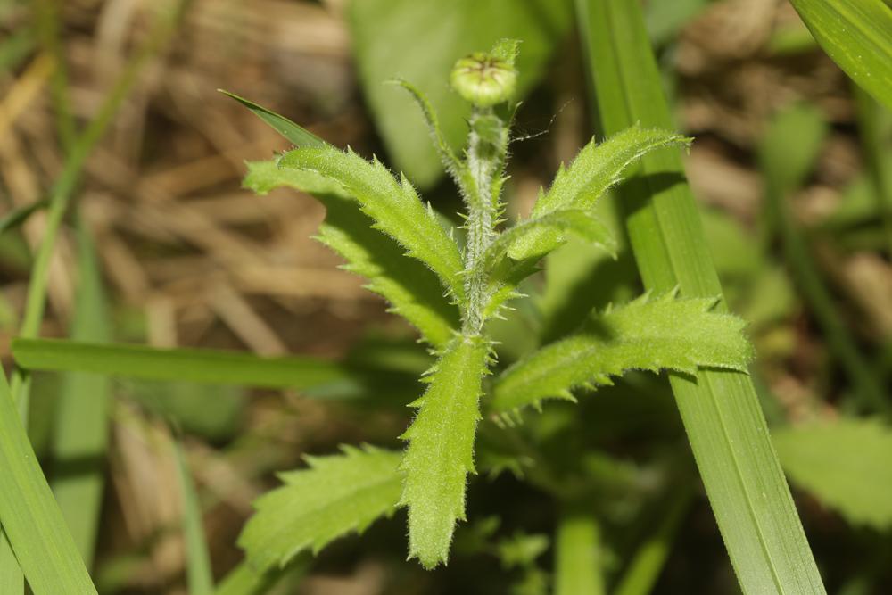 Marguerite vert-glauque, Leucanthème vert-glauque Leucanthemum subglaucum De Laramb., 1861