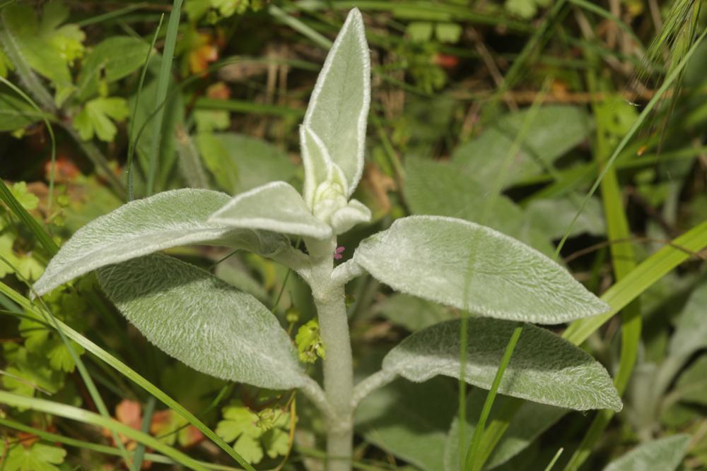 Épiaire laineuse, Épiaire de Byzance Stachys byzantina K.Koch, 1848