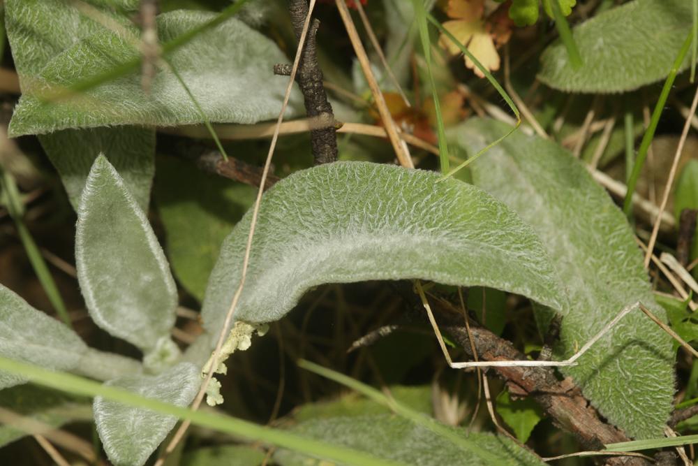 Épiaire laineuse, Épiaire de Byzance Stachys byzantina K.Koch, 1848