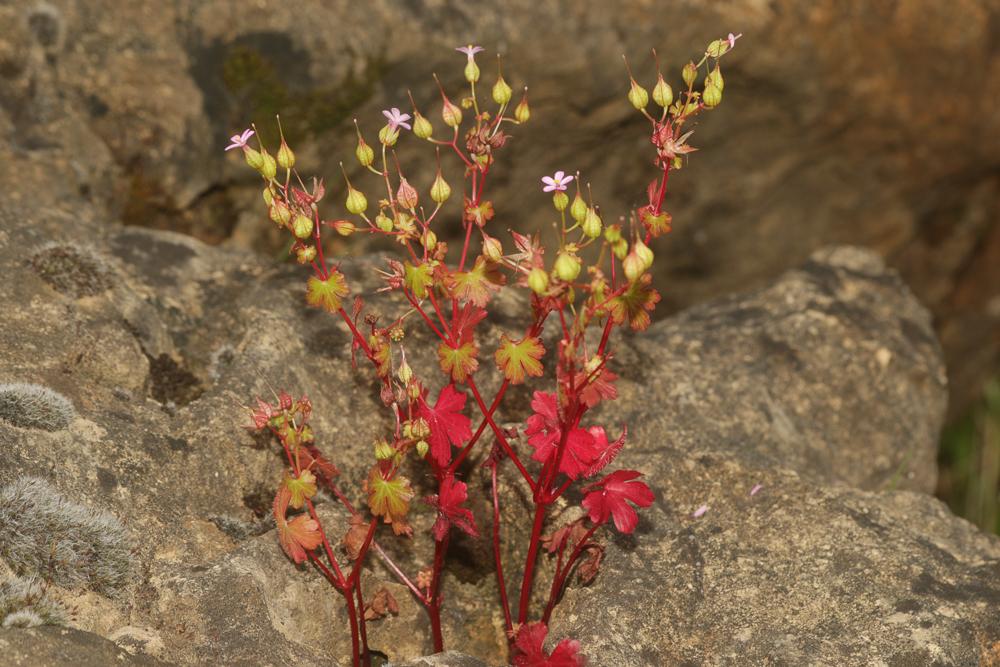 Géranium luisant Geranium lucidum L., 1753