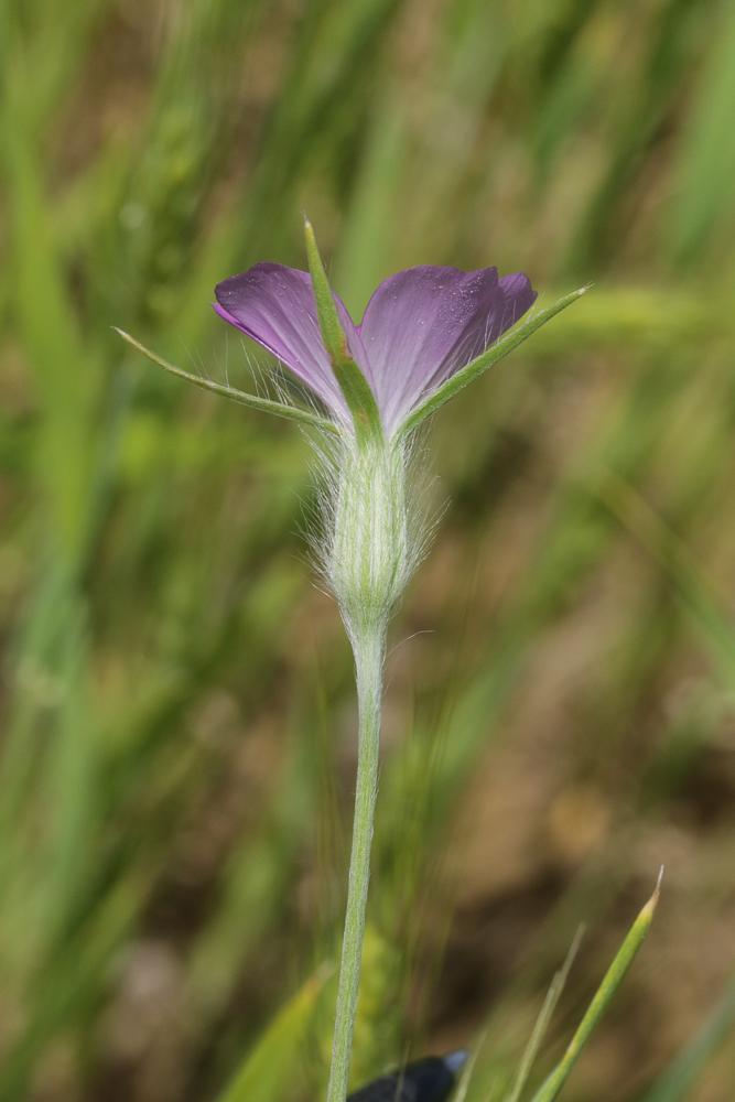 Lychnis Nielle, Nielle des blés Agrostemma githago L., 1753