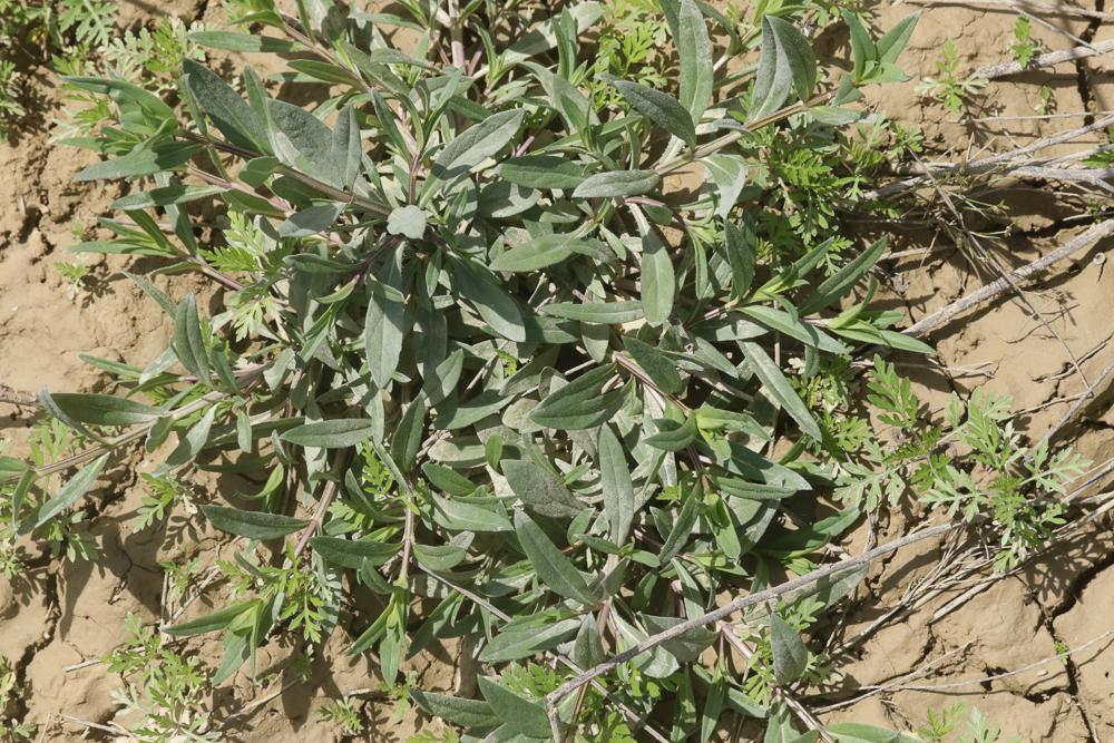 Brunelle à feuilles d'hysope Prunella hyssopifolia L., 1753