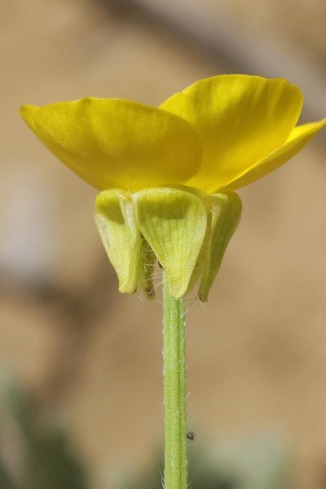 Renoncule sarde, Sardonie Ranunculus sardous Crantz, 1763