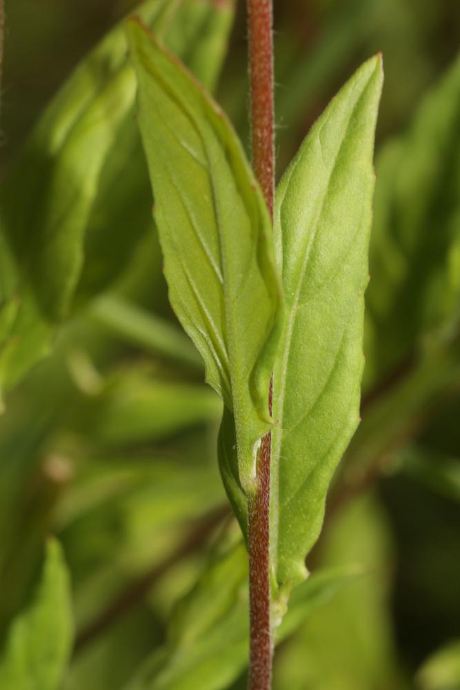 Onagre rosée Oenothera rosea L'Hér. ex Aiton, 1789