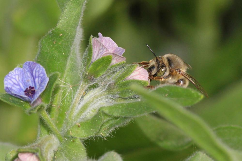 Anthophore de la sauge Anthophora salviae (Panzer, 1804)