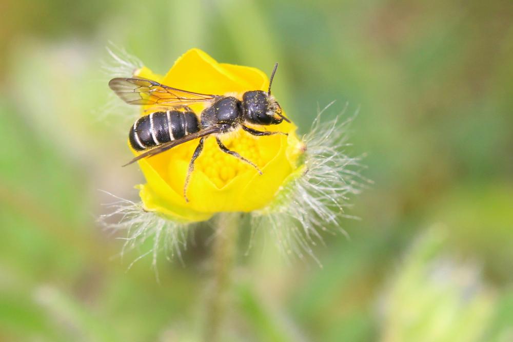 Chelostoma florisomne (Linnaeus, 1758)