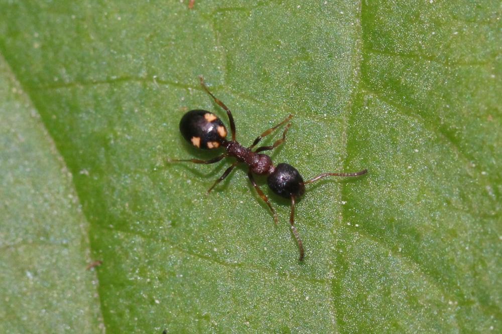  Dolichoderus quadripunctatus (Linnaeus, 1771)