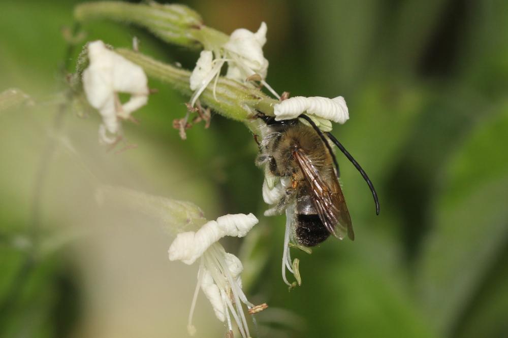  Eucera Scopoli, 1770