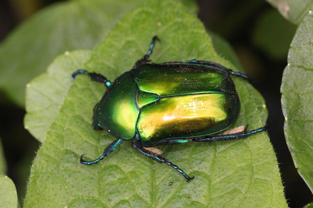 Cétoine verte Eupotosia affinis (Andersch, 1797)