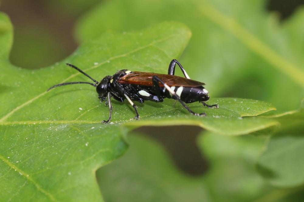 Macrophya duodecimpunctata (Linnaeus, 1758)