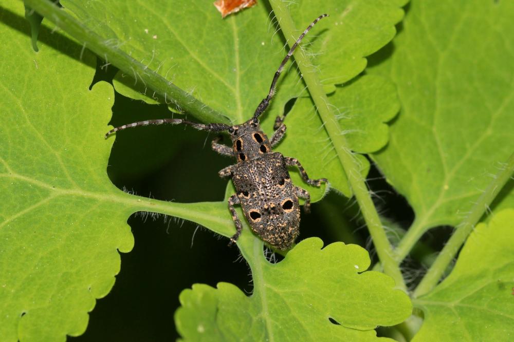 Mésose charançon Mesosa curculionoides (Linnaeus, 1760)