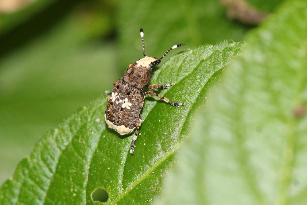 Le  Platystomos albinus (Linnaeus, 1758)