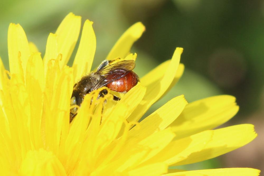 Osmia andrenoides Spinola, 1808