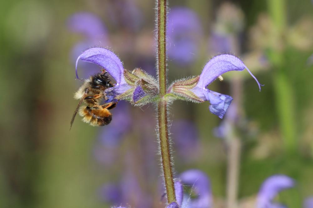 Osmie rousse Osmia bicornis (Linnaeus, 1758)