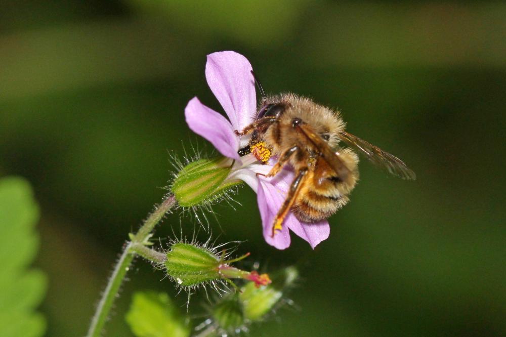 Osmie rousse Osmia bicornis (Linnaeus, 1758)
