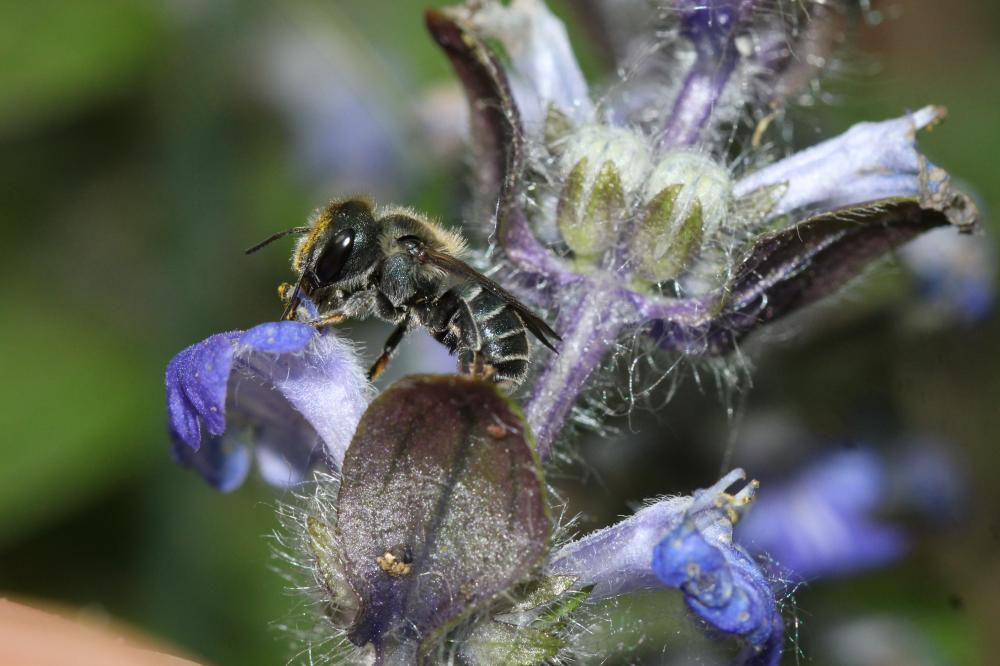 Osmia caerulescens (Linnaeus, 1758)
