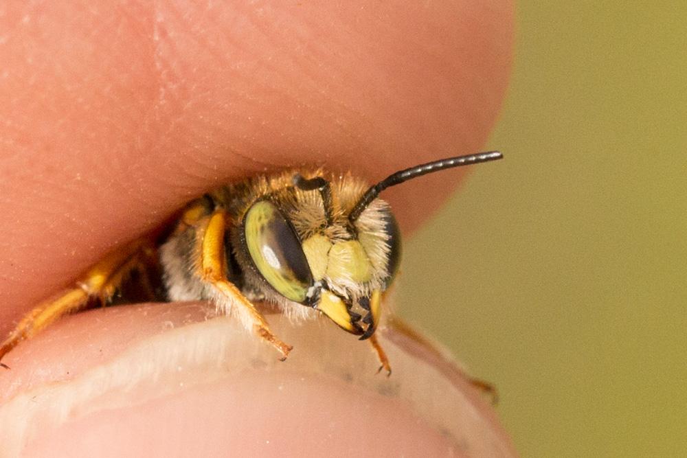 Anthidium oblongatum (Illiger, 1806)