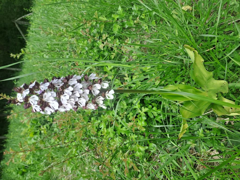Orchis pourpre, Grivollée Orchis purpurea Huds., 1762