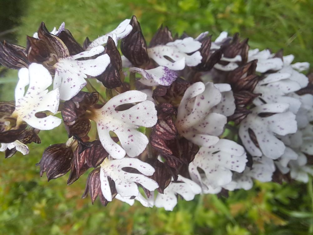 Orchis pourpre, Grivollée Orchis purpurea Huds., 1762