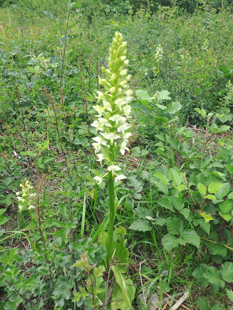 Orchis vert, Orchis verdâtre, Platanthère à fleurs Platanthera chlorantha (Custer) Rchb., 1828