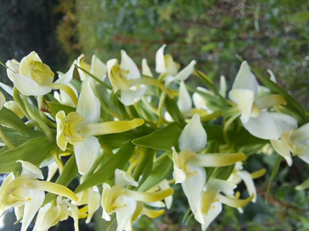 Orchis vert, Orchis verdâtre, Platanthère à fleurs Platanthera chlorantha (Custer) Rchb., 1828