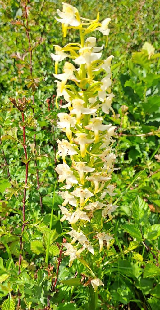 Orchis vert, Orchis verdâtre, Platanthère à fleurs Platanthera chlorantha (Custer) Rchb., 1828