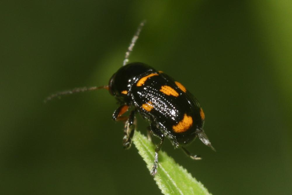 Le  Cryptocephalus anticus Suffrian, 1848