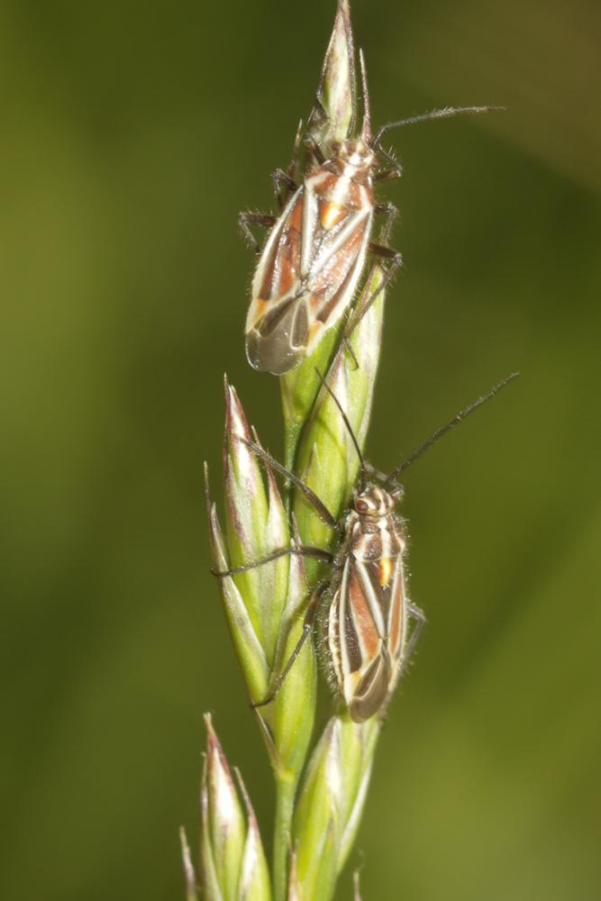 Horistus orientalis (Gmelin, 1790)